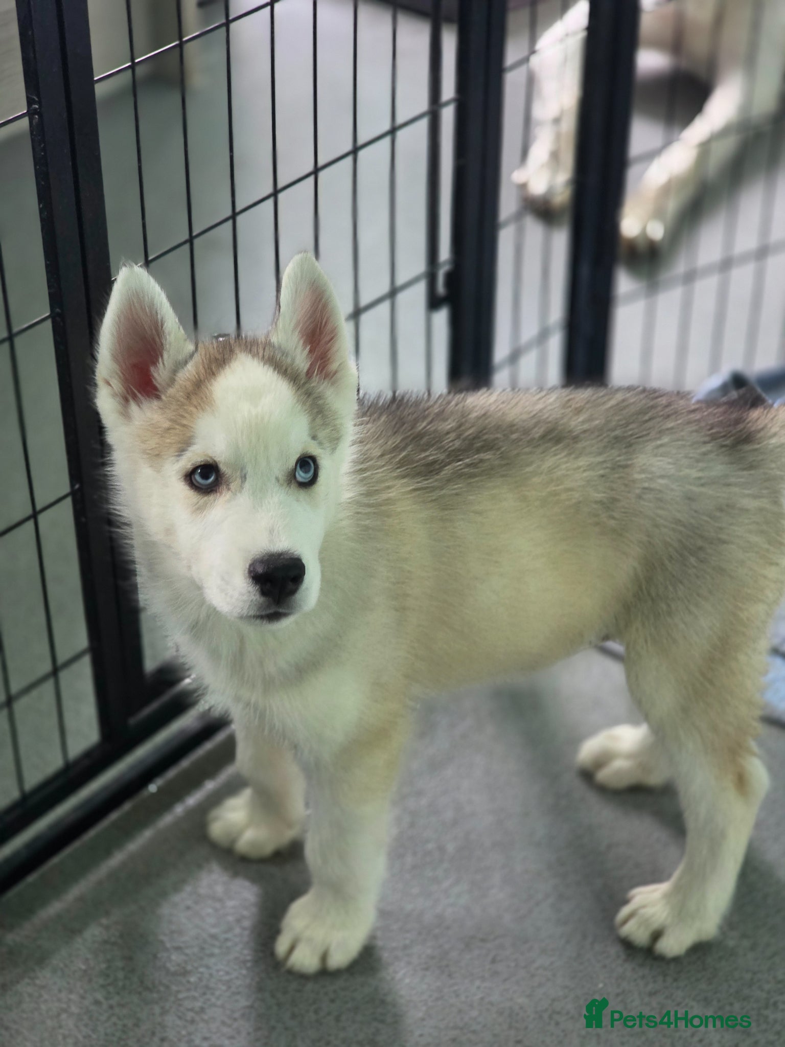 Siberian Husky dogs Last boy left ready now!  - Advert 11