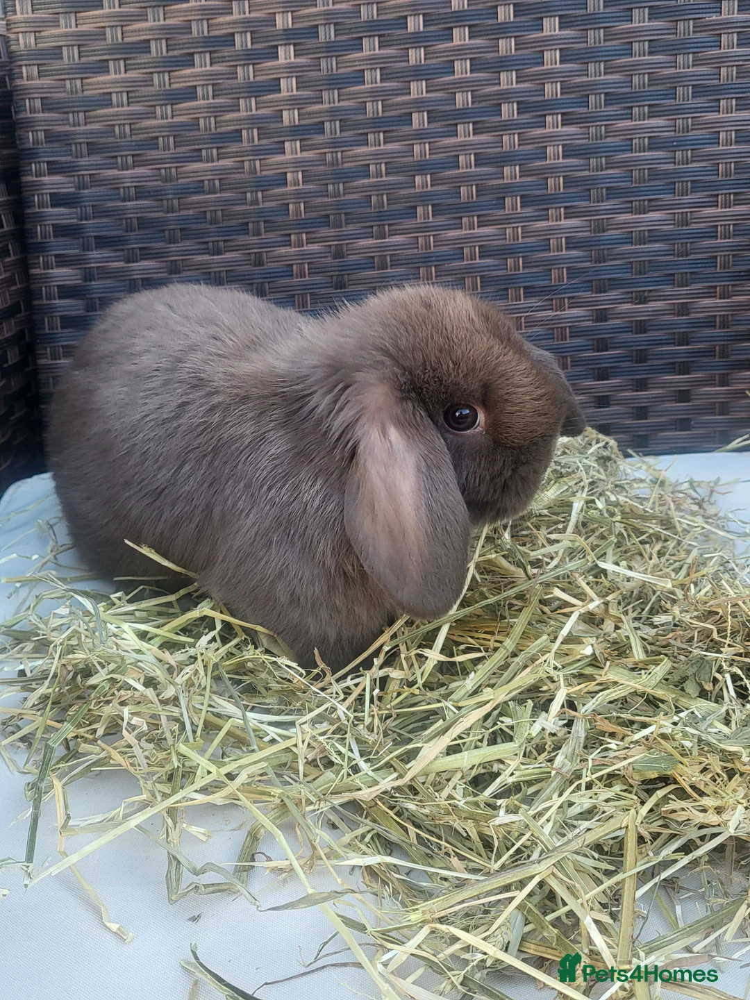 Mini Lop rabbits for sale: Beautiful Mini Lop Baby Girls – Ready 11th March - Advert 2