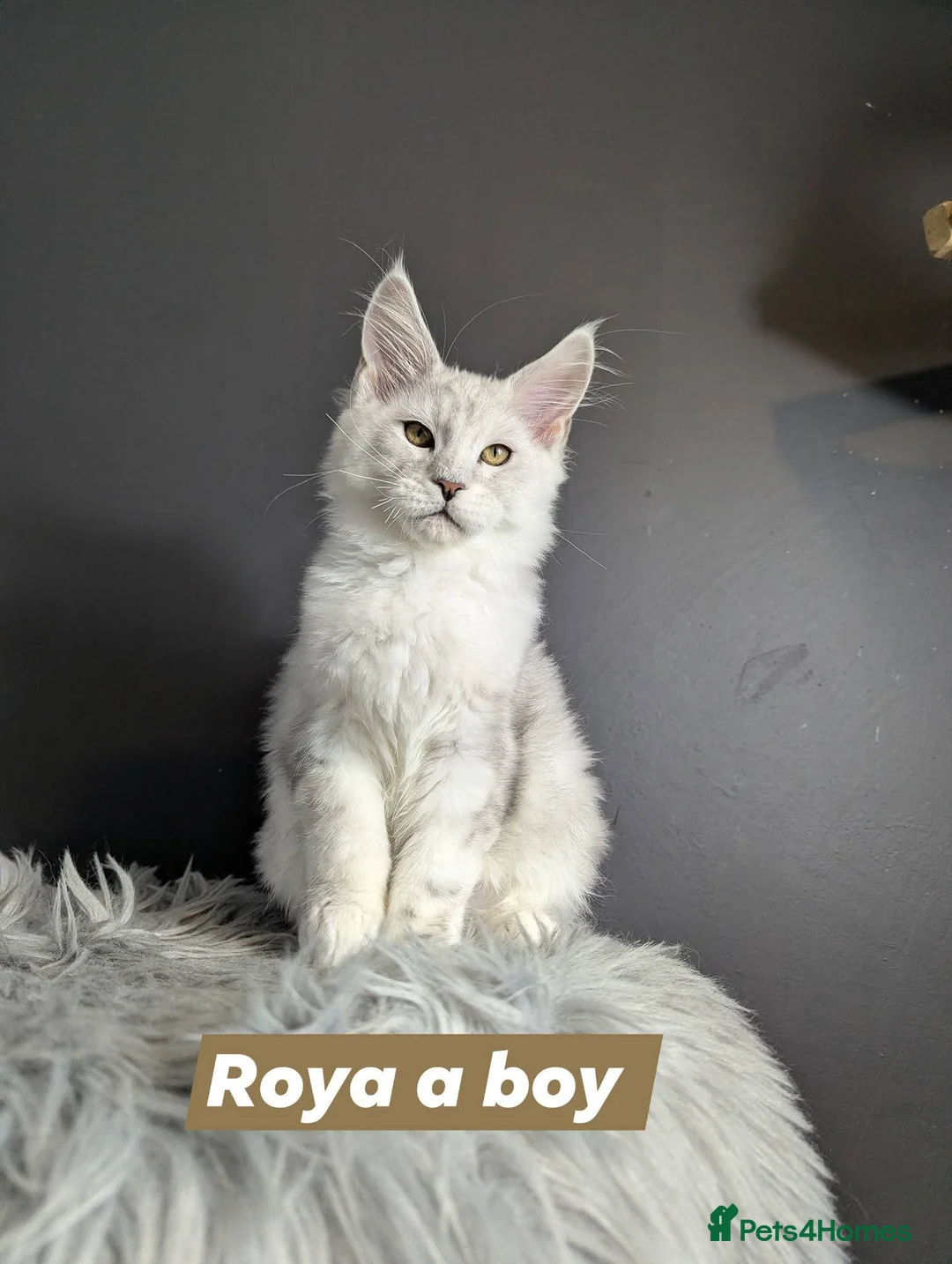 Maine Coon cats for sale: Outstanding babies ready to go  - Advert 19