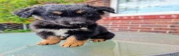 Mixed Breed dogs for sale: German shepherd/husky/springer cross puppies  - Advert 8
