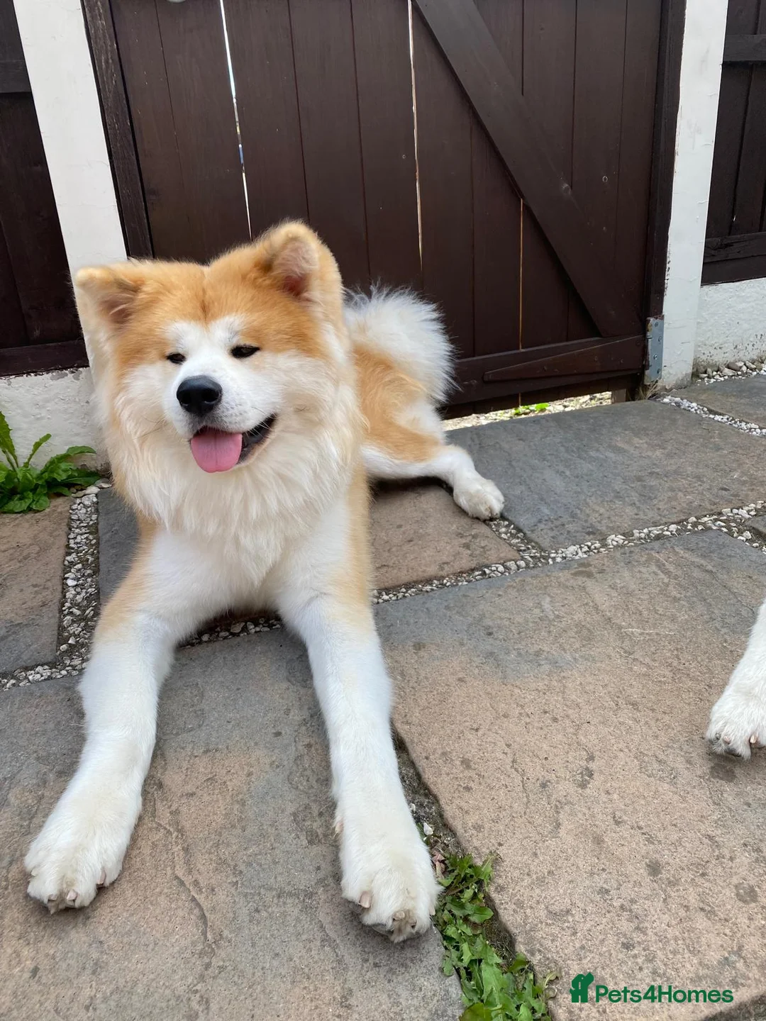 Japanese Akita Inu dogs for stud: 5- Generation KC Pedigree Japanese Akita - inu - Advert 2