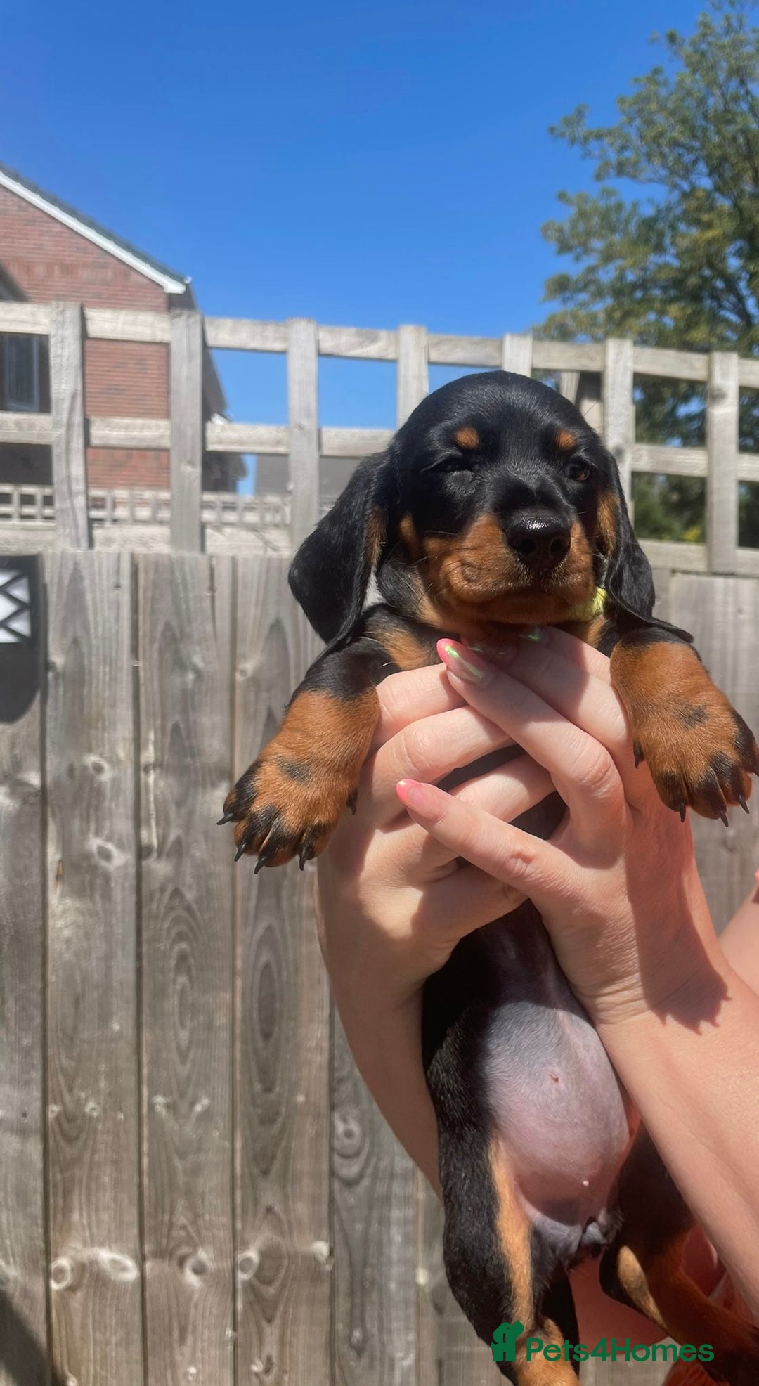 Miniature Dachshund dogs for sale: Beautiful Miniature Daschunds  - Image 35