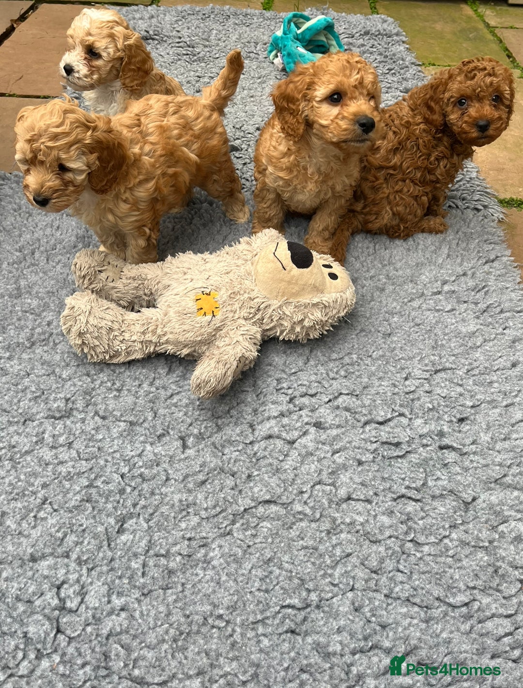 Cockapoo dogs for sale: Stunning Superb DNA Clear F1B Toy Cockapoo Pups - Image 18