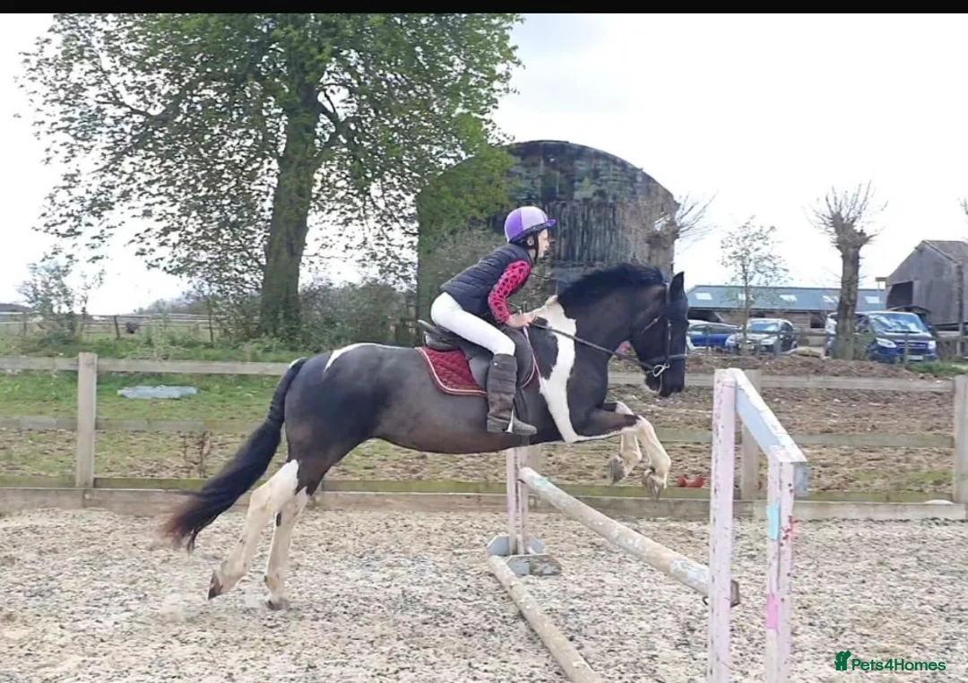 Irish Cob horses for sale: 15hh cob x Mare  - Advert 7