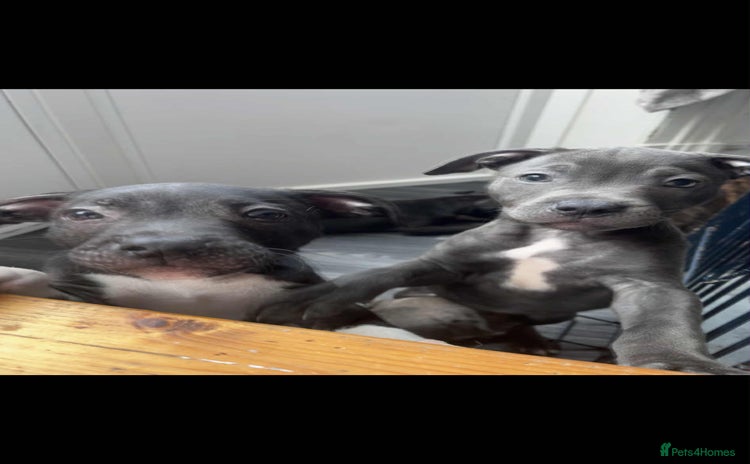 Staffordshire Bull Terrier dogs - Advert 5