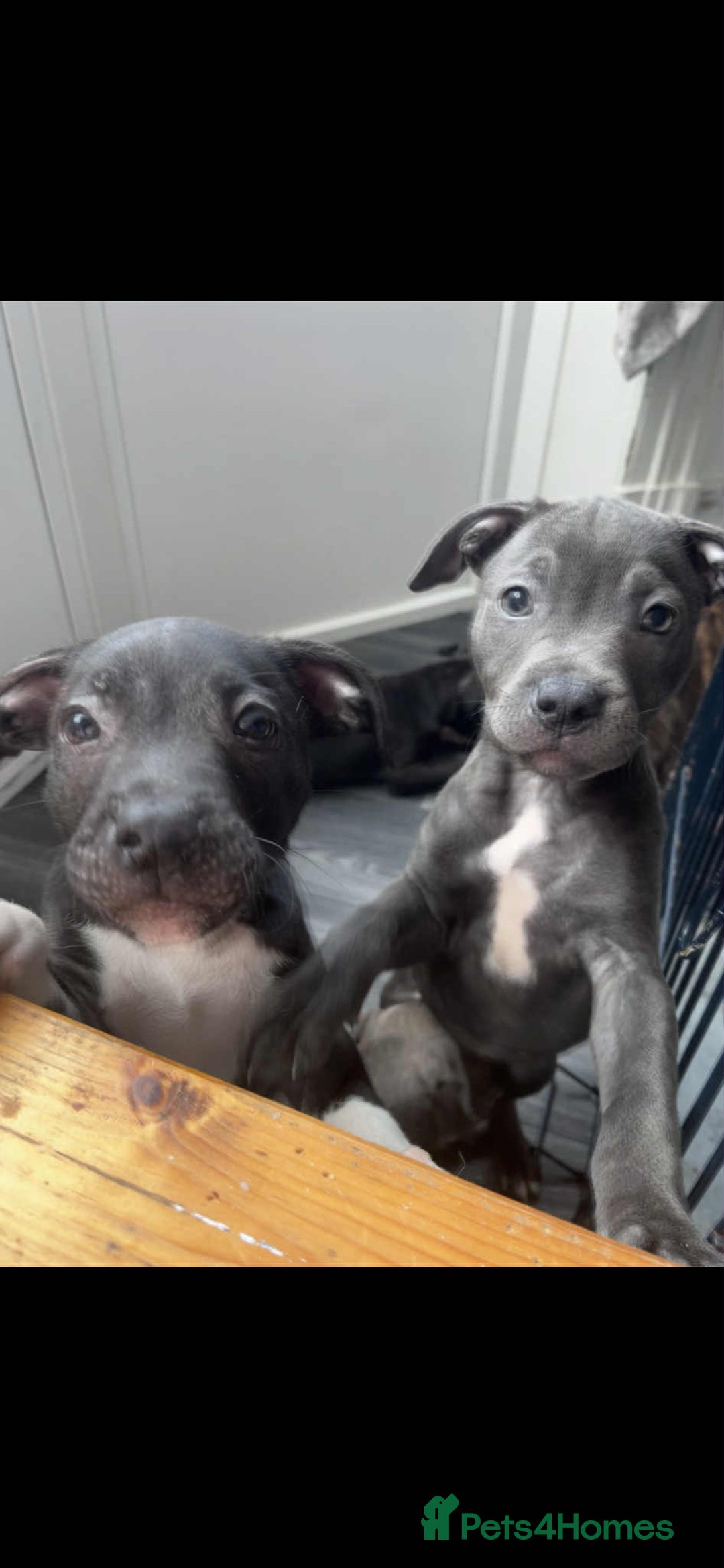 Staffordshire Bull Terrier dogs for sale: Staffy Babies Ready to leave - Image 4