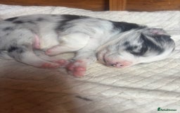 Border Collie dogs for sale: Fluffy long coat Blue merle border collie puppies - Image 8