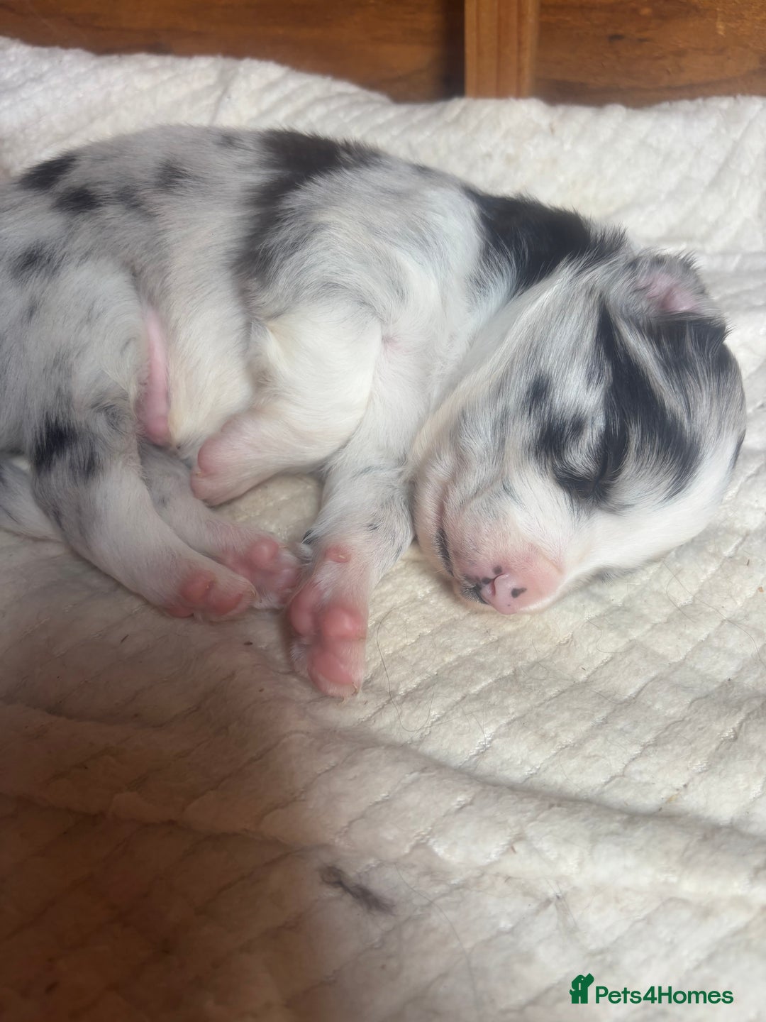 Border Collie dogs for sale: Fluffy long coat Blue merle border collie puppies - Image 8