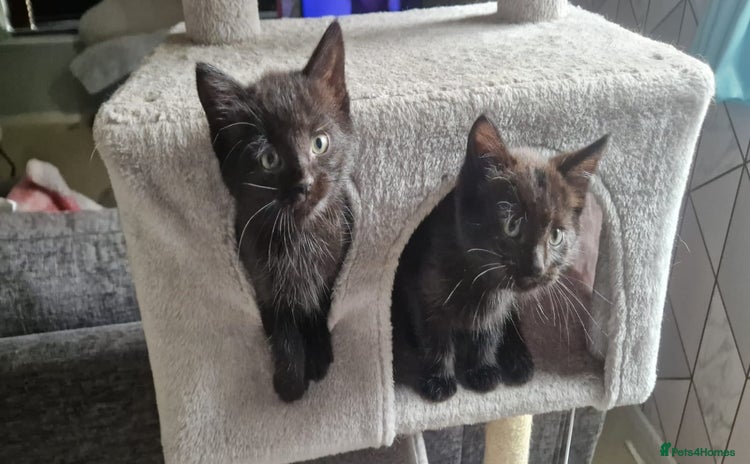 Domestic Shorthair cats - Advert 1