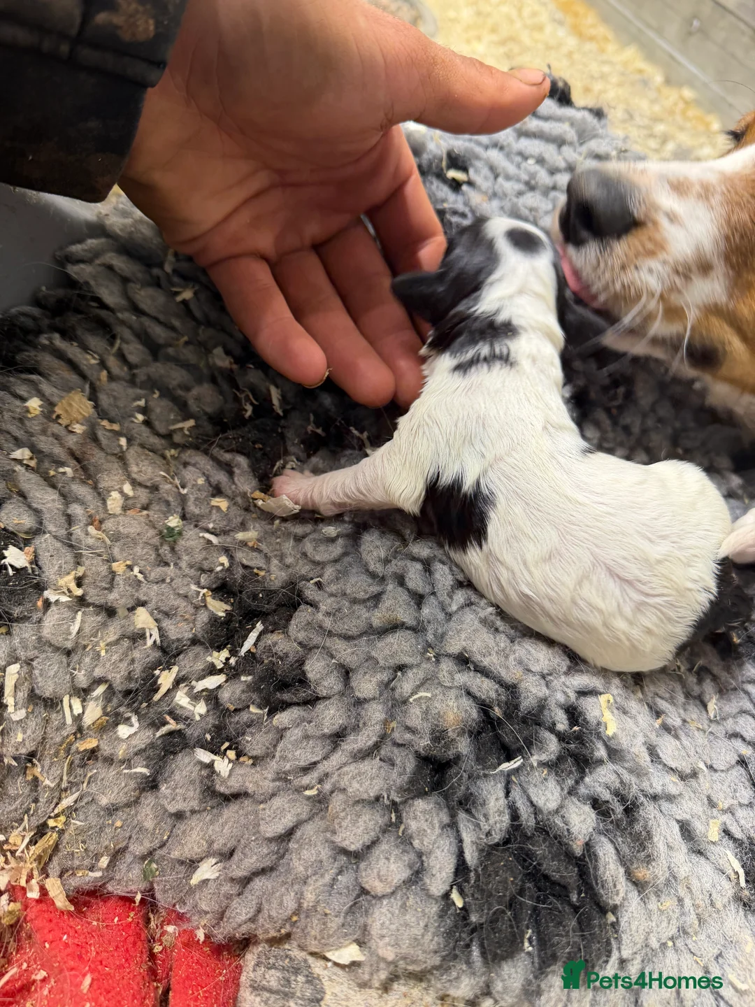 Mixed Breed dogs for sale: Cockerjack  - Advert 2