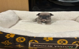 French Bulldog dogs for sale: 5⭐️ french bulldog pups 🐾 - Image 13