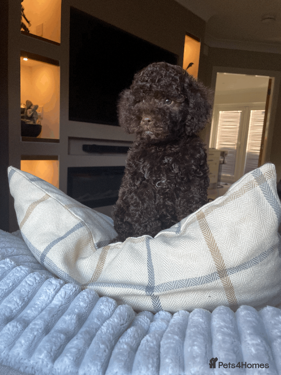 Cockapoo dogs for sale: F1b Toy Cockapoo puppy - Advert 4