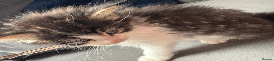 Domestic Shorthair Kitten 3