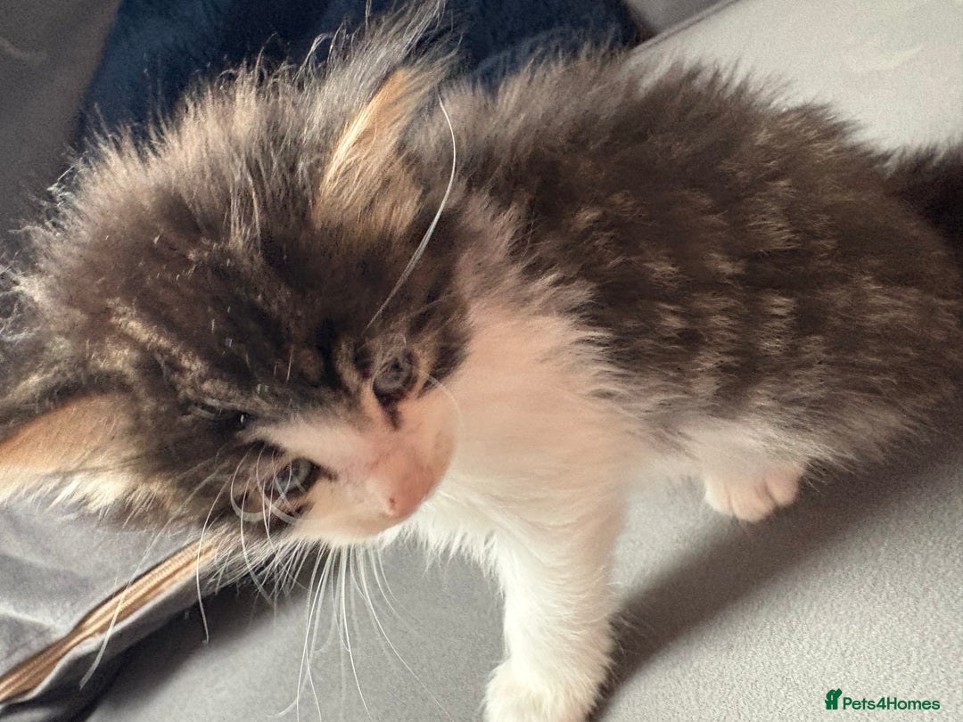 Domestic Shorthair cats for sale: 2 princes an 2 princess kittens  - Image 9