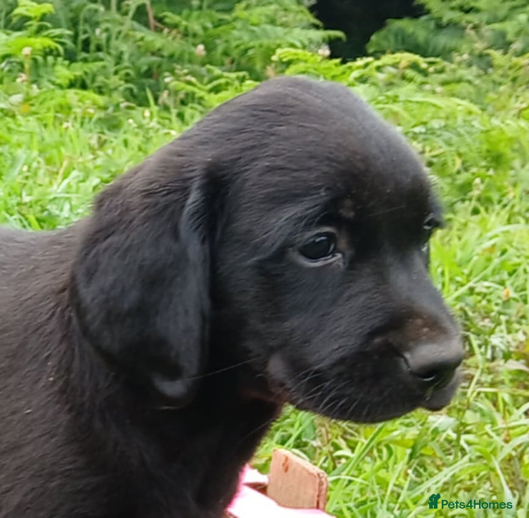 Goldador dogs for sale: Goldador Puppies  - Image 3