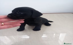 Mixed Breed dogs for sale: Patterdale x border terrier  - Image 11