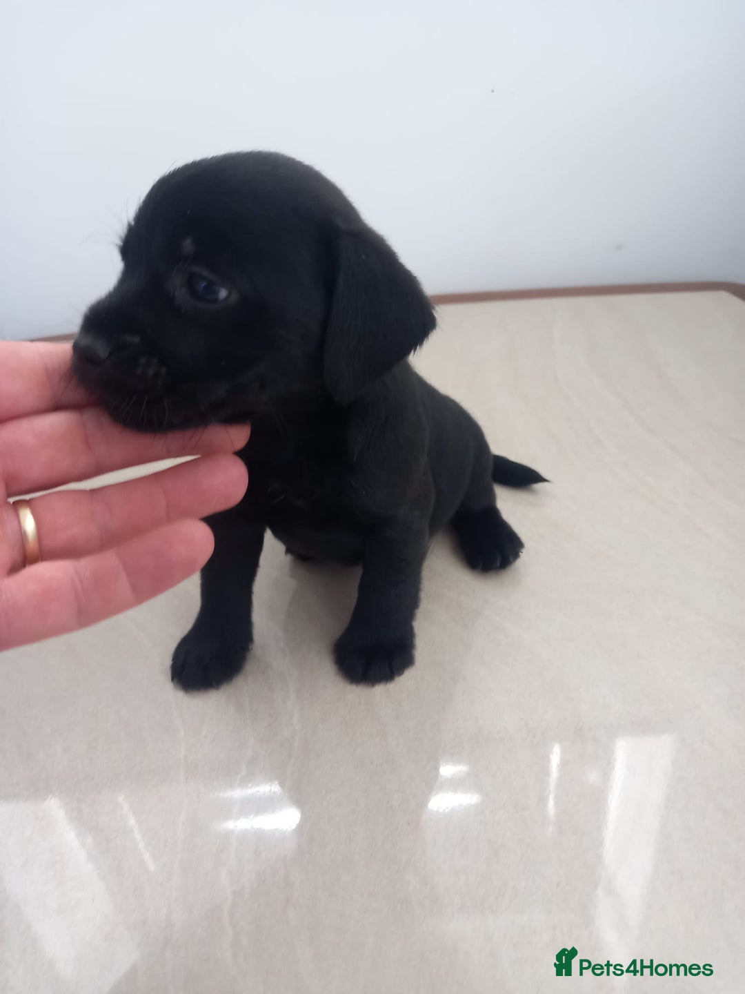Mixed Breed dogs for sale: Patterdale x border terrier  - Image 11