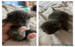 Mixed Breed cats for sale: Mixed kittens  - Image 1