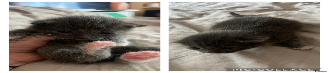 Mixed Breed Kitten 2
