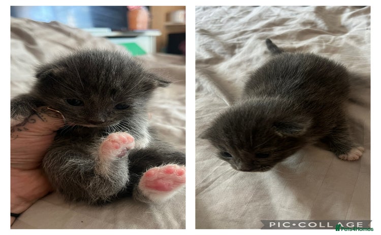 Mixed Breed cats - Advert 13