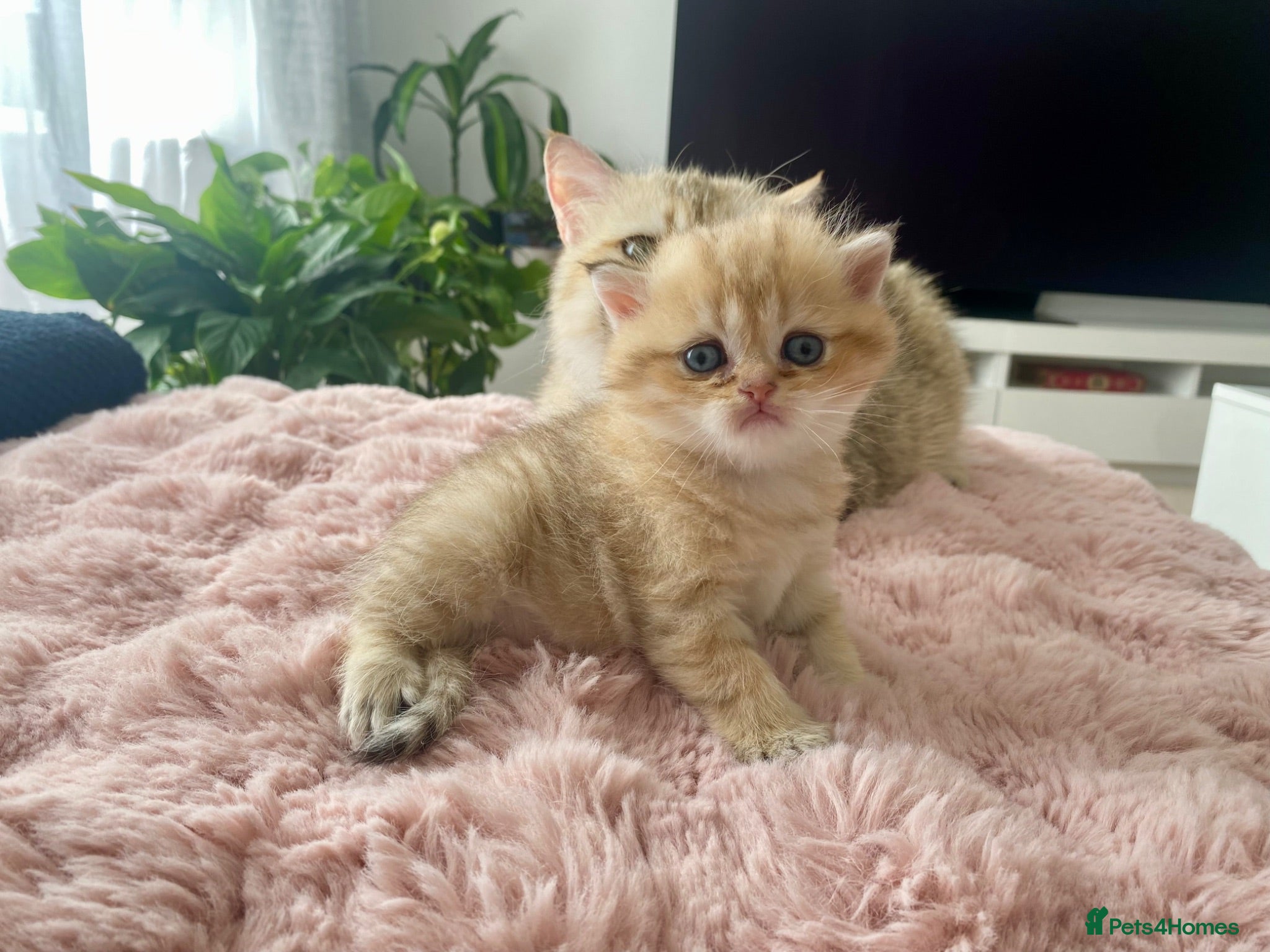 British Shorthair cats British Shorthair chocolate golden. - Advert 1