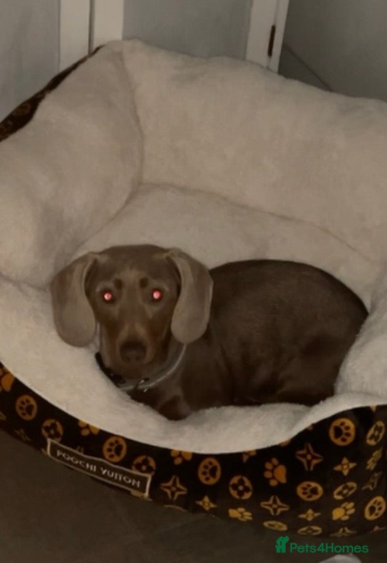 Miniature Dachshund dogs Dachshund Silver Delph  - Advert 2
