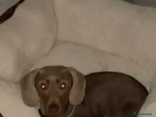 Miniature Dachshund dogs Dachshund Silver Delph - Advert 9