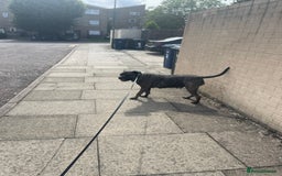 Presa Canario dogs for sale: 5 year old female presa canario  - Image 9