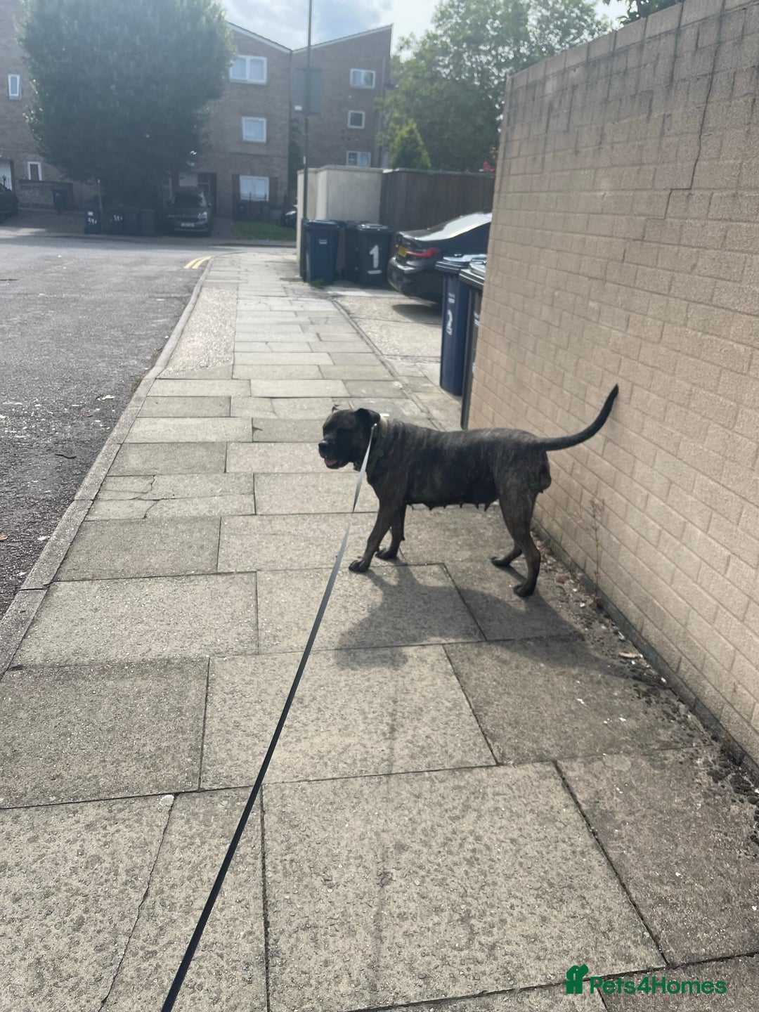 Presa Canario dogs for sale: 5 year old female presa canario  - Image 9