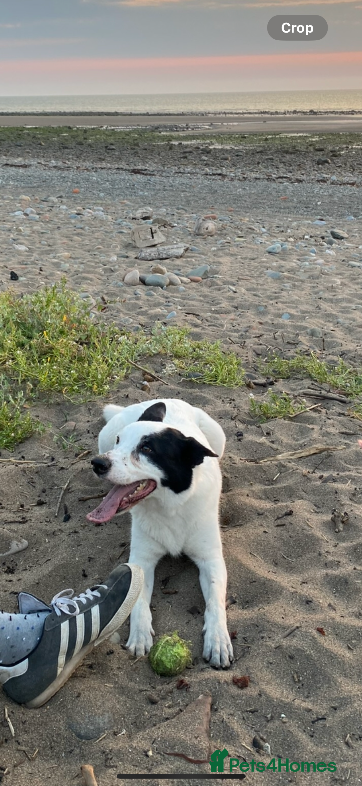 Border Collie dogs REHOME border collie (Milo)  - Advert 6