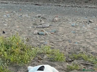 Border Collie dogs REHOME border collie (Milo) - Advert 6