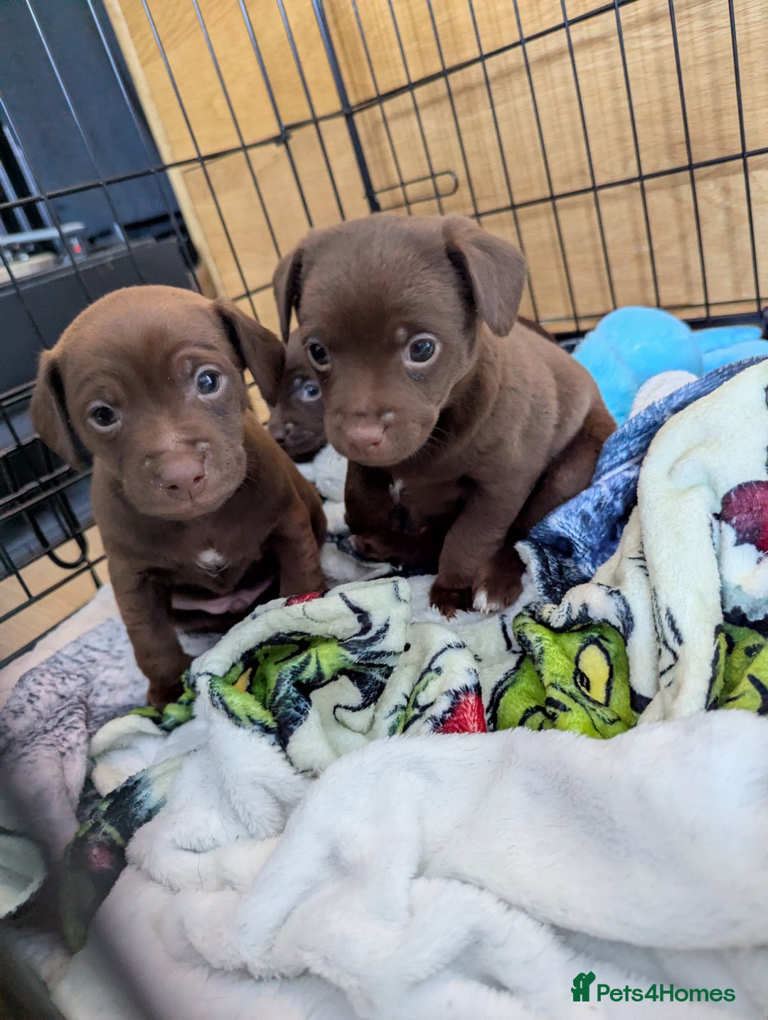 Mixed Breed dogs for sale: Mixed Breed - Advert 1