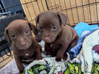 Mixed Breed dogs Mixed Breed - Advert 1