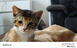 American Shorthair cats for sale: 🐾 Adorable Young Calico Cat Looking  - Image 3