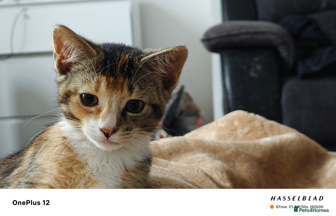 American Shorthair cats for sale: 🐾 Adorable Young Calico Cat Looking  - Image 3