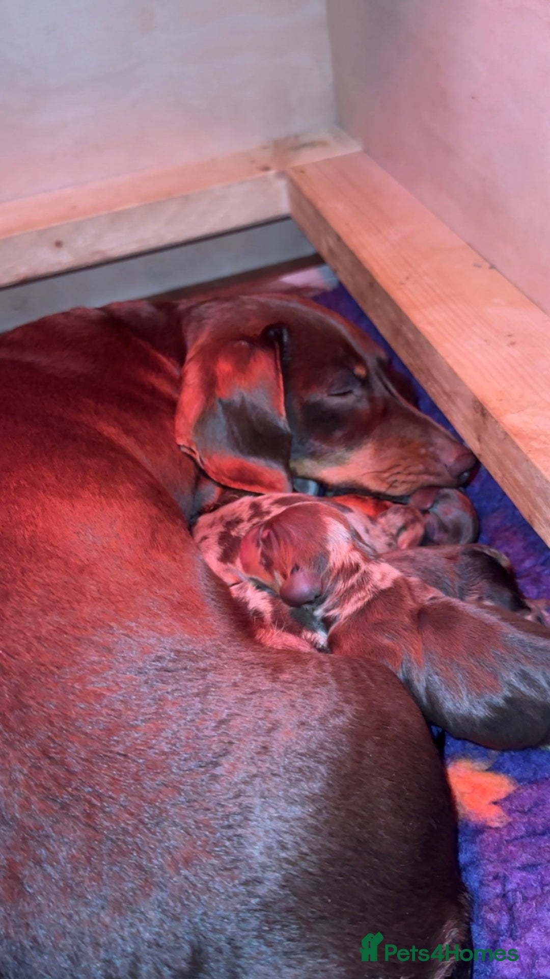 Miniature Dachshund dogs for sale: 3 Champion Line KC Miniature Dachshund Puppies  - Advert 16