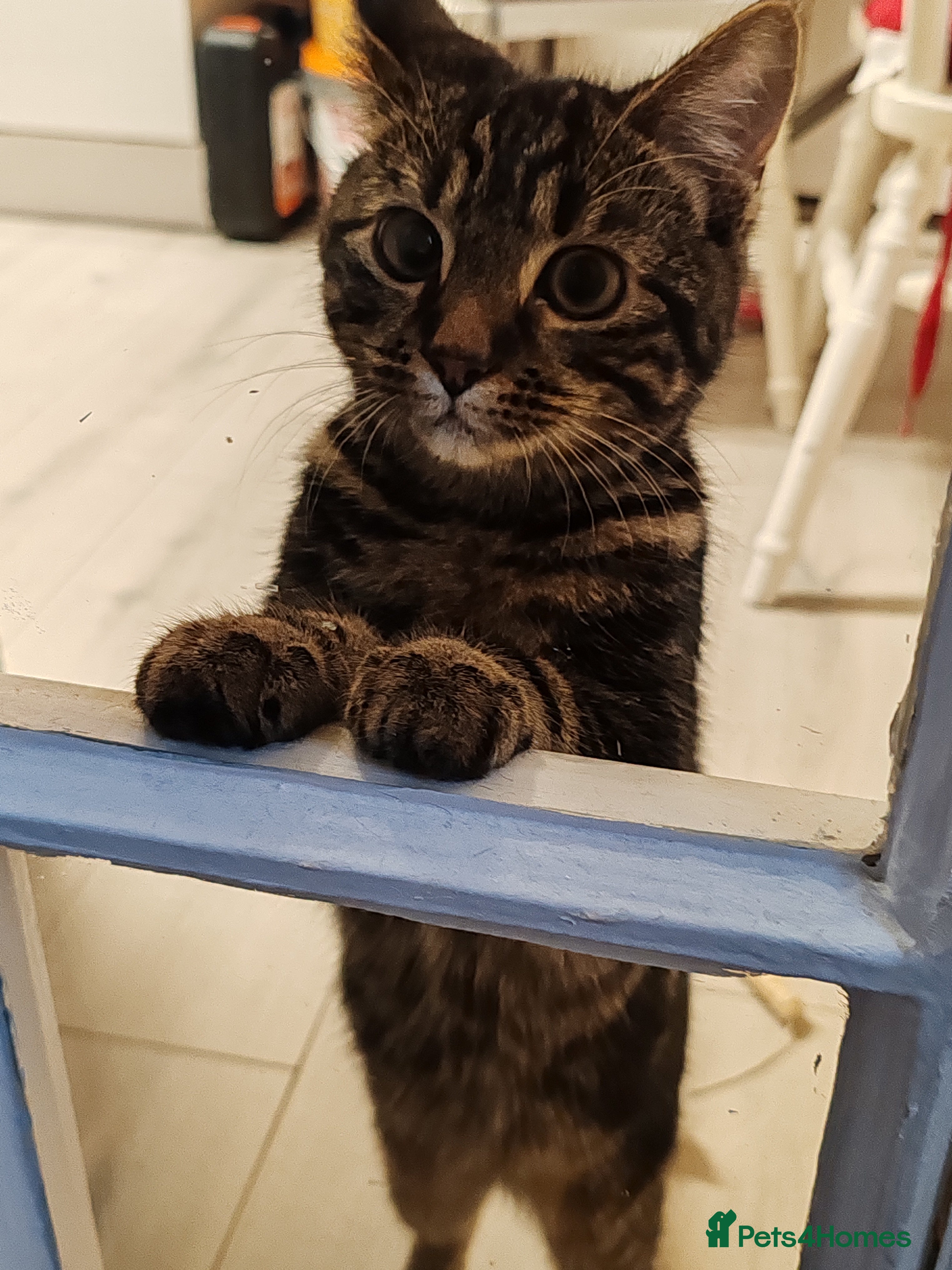 Mixed Breed cats Looking for a loving owner - Advert 5