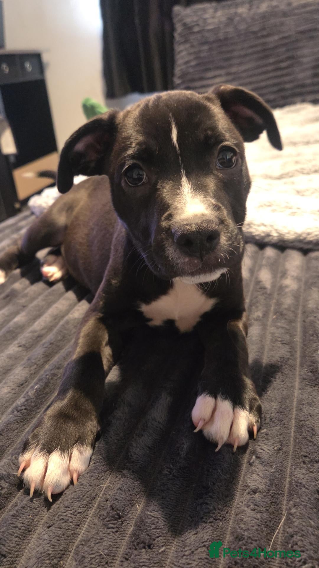 Mixed Breed dogs Ready to go.  Staffy + Cane corso  - Advert 16