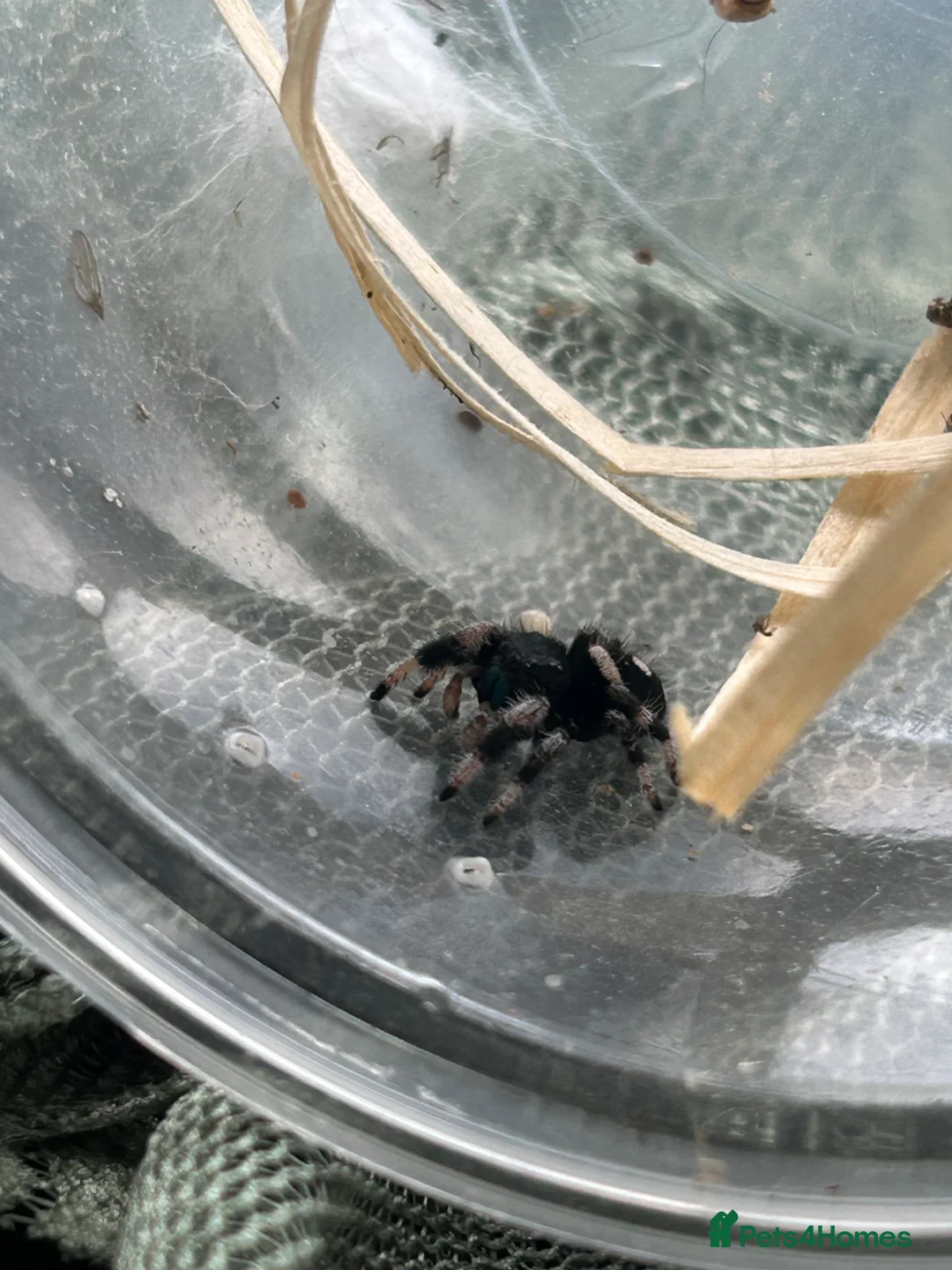 Spiders invertebrates for sale: Jumping spider babies l6/l7, P.regius (Soroa) - Advert 9