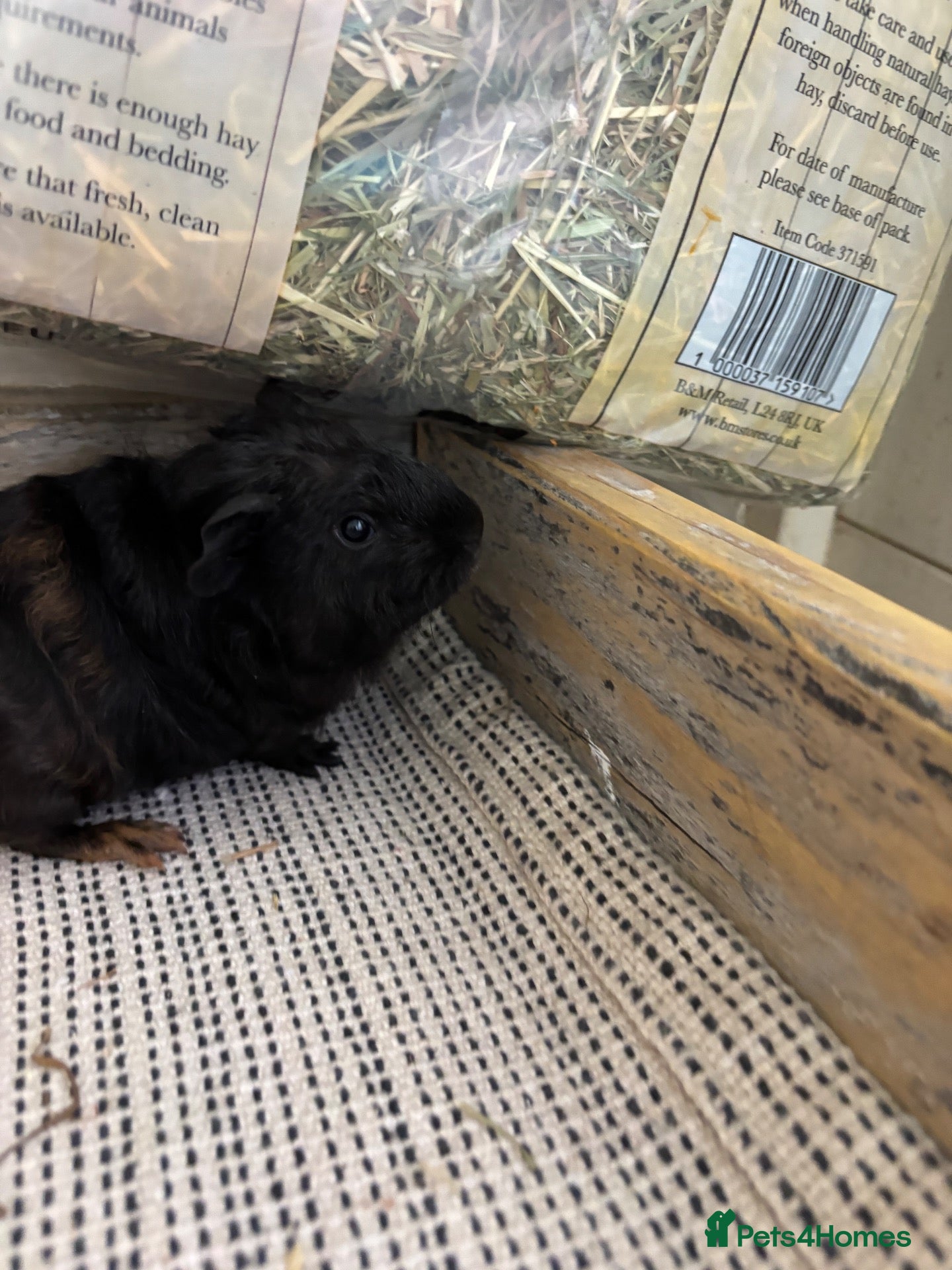 Guinea Pig rodents Baby Guinea Pigs  - Advert 10