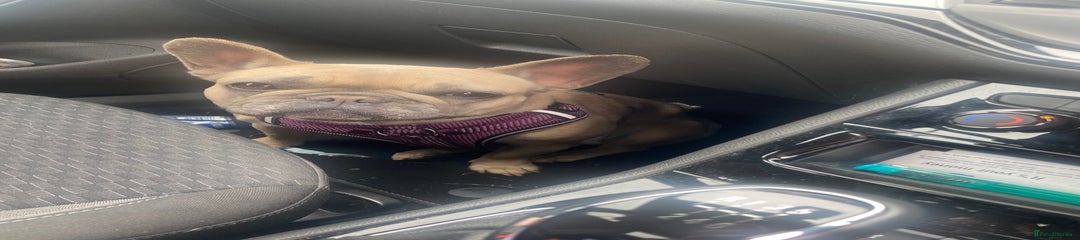 French Bulldog 1 Lola 