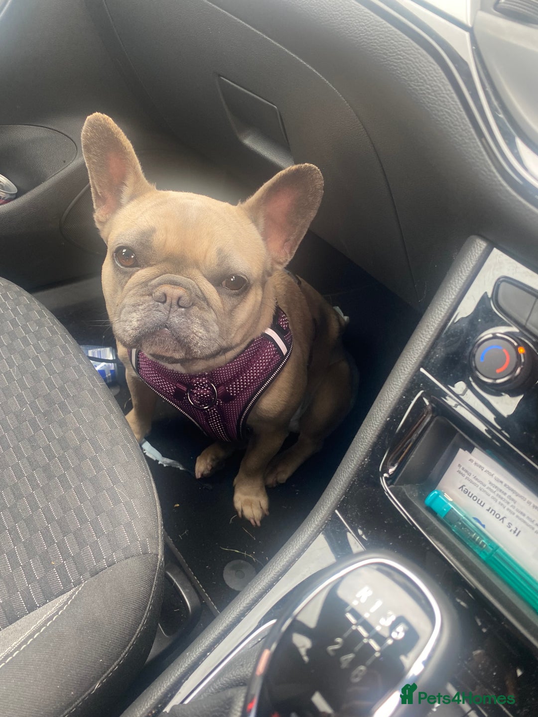 French Bulldog dogs for sale: 2 adorable French bulldogs - Advert 5