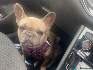 French Bulldog dogs 2 adorable French bulldog - Advert 13