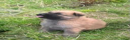 German Shepherd dogs for sale: German shepherd pups - Advert 15