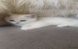 British Shorthair cats for sale: Beautiful Pure British shorthair kittens - Image 11