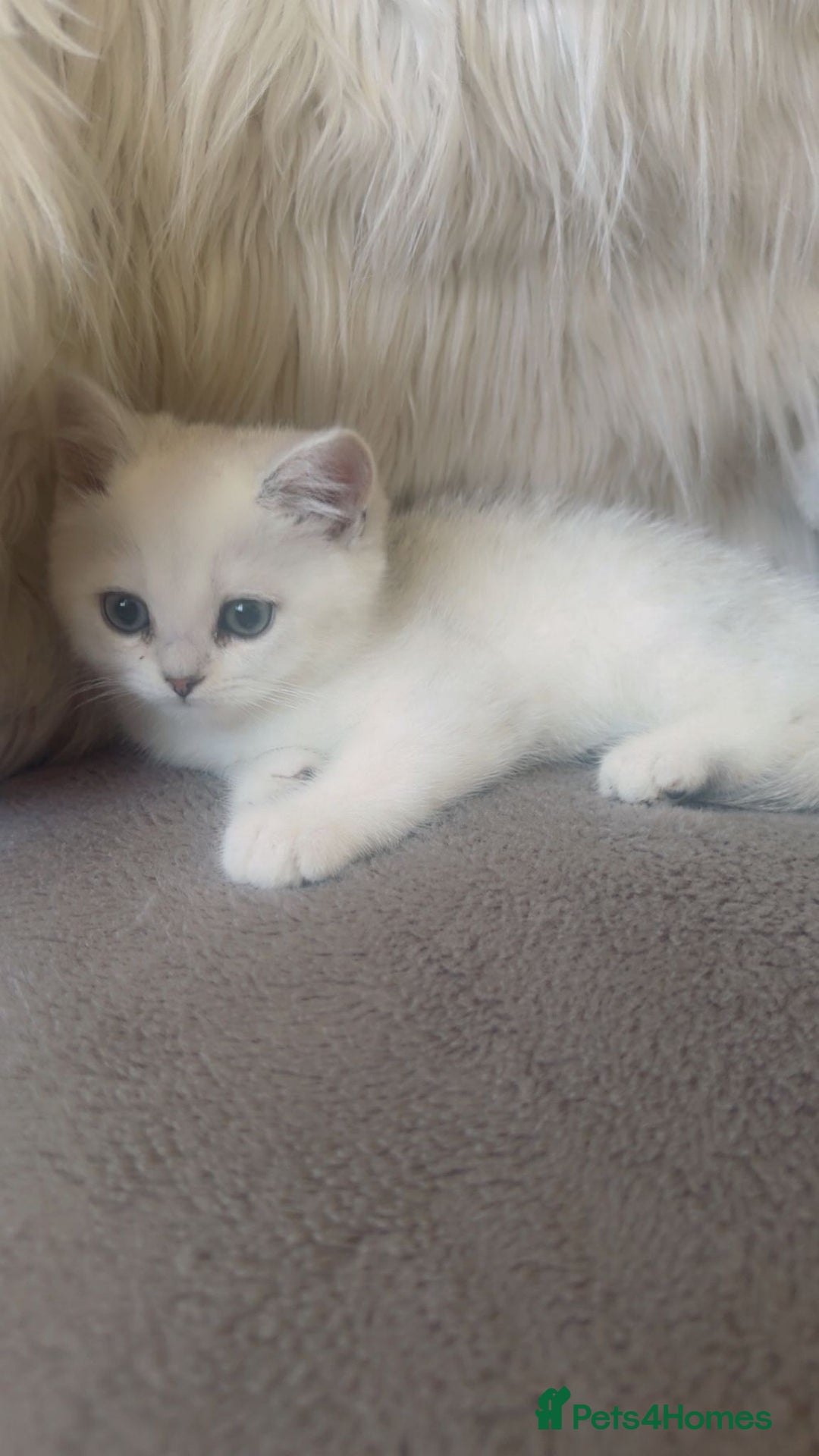 British Shorthair cats for sale: Beautiful Pure British shorthair kittens - Image 11