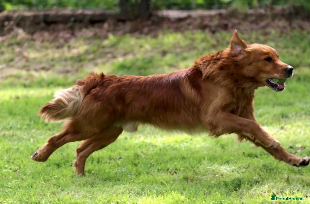 Golden Retriever dogs for stud: BRINSWORTHY DENMAN OF JALK A DOG OF A LIFETIME! in Doncaster - Advert 9