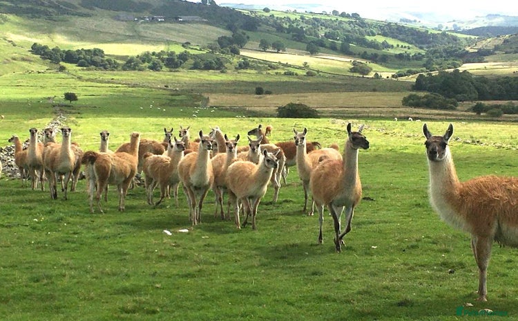 Llama livestock - Advert 1