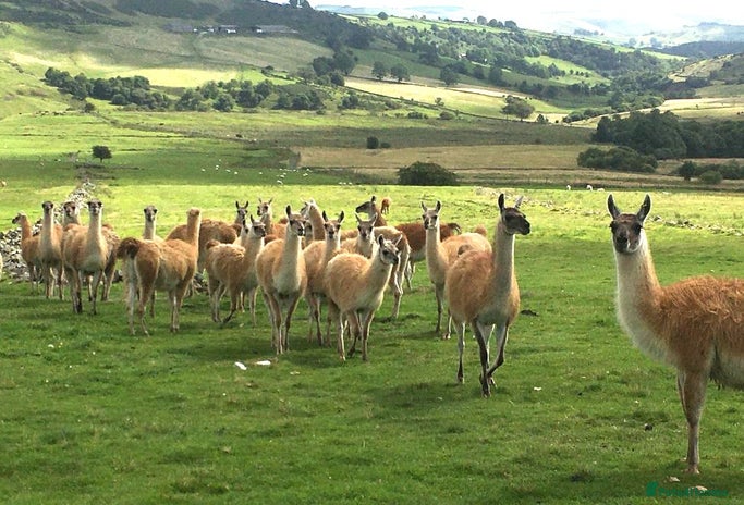 Llama livestock - Advert 10