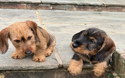 Dachshund dogs for sale: Short backed wire-haired dachshunds - Image 3